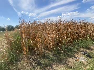 Šaroliki prinosi kukuruza u Semberiji: Jedni “beru” minuse, drugi “igraju” na provjerenu kartu