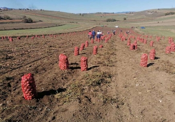 Pokrenuta inicijativa o zaštiti geografskog porijekla GLAMOČKOG KROMPIRA