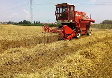 Pšenica rodila, počinje BITKA ZA OTKUPNU CIJENU 
