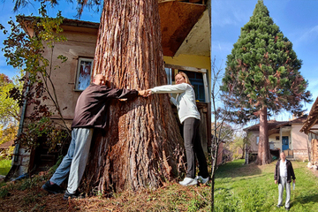 Najveće sekvoje u Evropi rastu u Srbiji