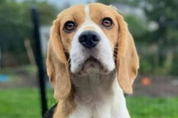  Osam najneposlušnijih rasa pasa