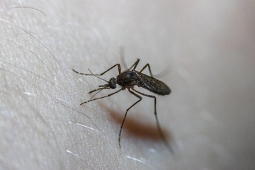 Riješite se komaraca uz trik s kafom: Talog ubija larve i smanjuje njihov broj u dvorištu
