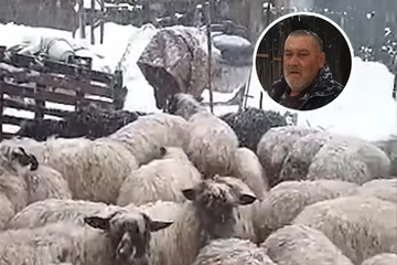 Ostao bez pola stada: Srušila se zgrada i ubila mu ovce (VIDEO)