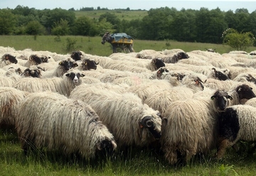 Gazdinstvo stavljeno pod nadzor: Potvrđeni prvi slučajevi BRUCELOZE kod ljudi