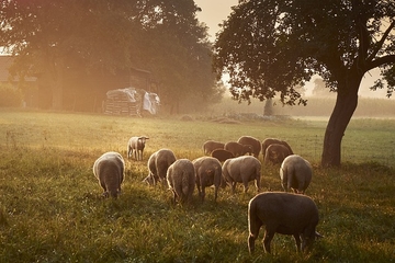 Izazovi ovčarstva u Republici Srpskoj: Kako Borivoje Radanović odražava farmu sa 100 ovaca u Derventi