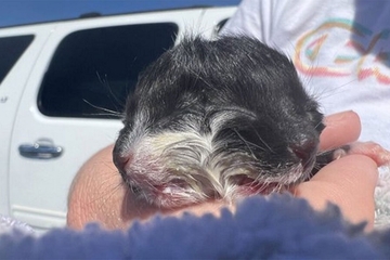 Mače rođeno sa dva lica