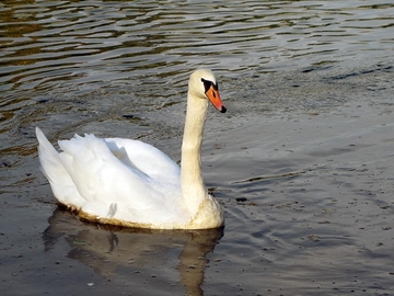 Ponovo potvrđen ptičji grip u Hrvatskoj
