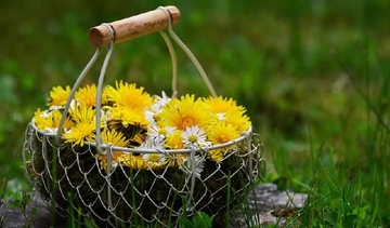 LJEKOVITA BILJKA IZ PRIRODE! Da li ste probali salatu od maslačka?