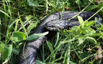 Zmije neće prići vašem dvorištu ako u njemu imate 3 biljke