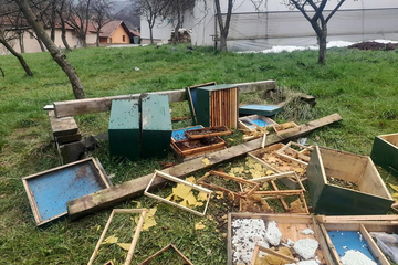 Medvjed napravio haos u BiH: Uništen pčelinjak i košnice