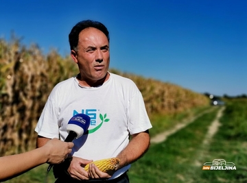 Semberskim poljoprivrednicima problem nije samo suša: Kukuruz napalo oboljenje za koje nema lijeka