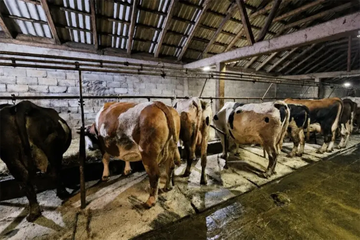 Gasi se još jedna farma u BiH: Domaćin prodaje sve krave