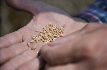 Ukrajinsko žito (ne) vraća u rikverc cijene hrane