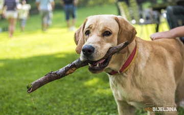 Ovo je 5 najposlušnijih rasa pasa