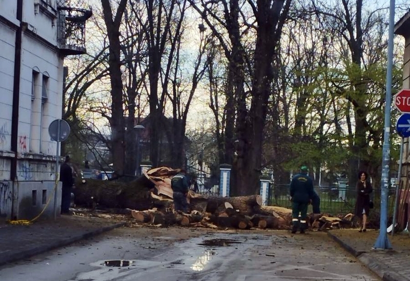 Bijeljina: Još traje uklanjanje stabla kod gradskog parka, zatvorene dvije ulice (FOTO)