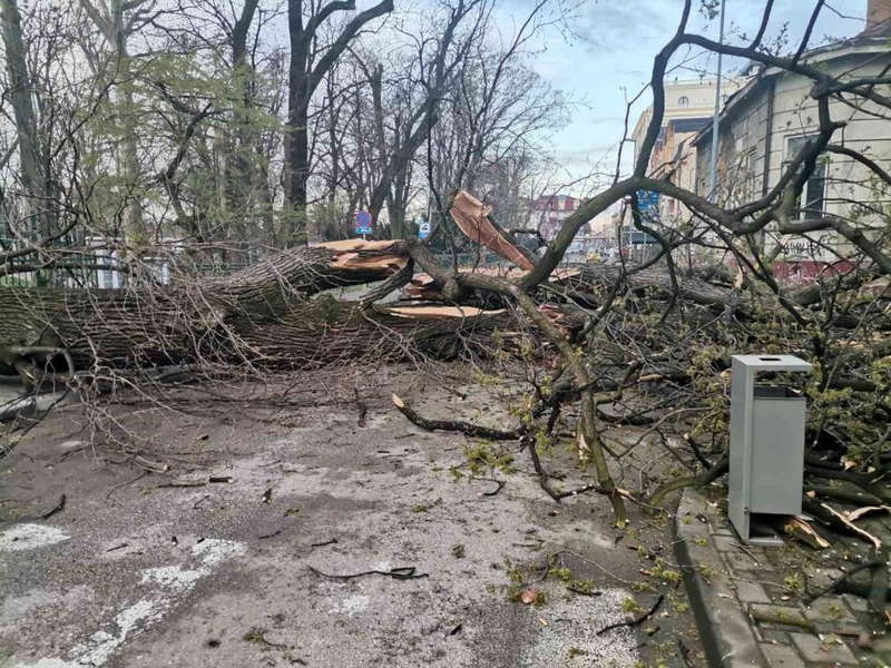 Nedavno pukom srećom IZBJEGNUTA TRAGEDIJA: Ekolozi traže POPIS STAROG DRVEĆA u Bijeljini