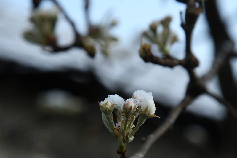 UPOZORENJE NA POJAVU MRAZA Voćari da tokom noći zaštite svoje zasade