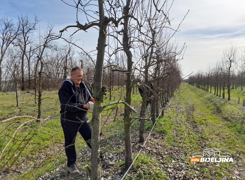 Bijeljina: Voćari već brinu za plasman ovogodišnjeg roda (FOTO)