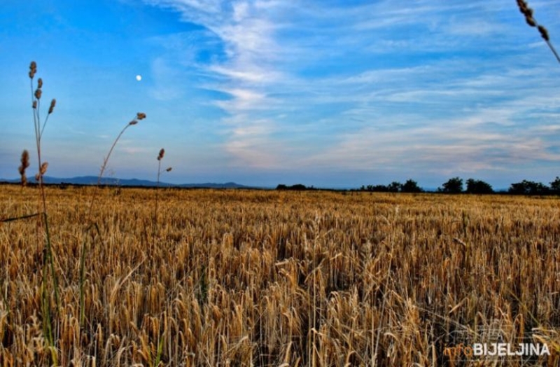 "Slijede temeljne kontrole" Za premiju za pšenicu prijavljeno čak 6.000 hektara više nego inače