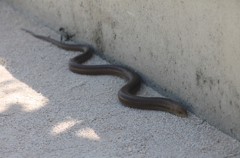 Neobični kućni ljubimac trebinjske porodice: Blavor u dvorištu već pet godina