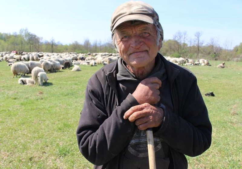 Perinih četrdeset zima za ovcama: Posljednji nomadi sa Manjače, na povratku kući