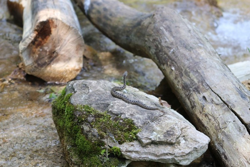 Visoke temperature izmamile zmije: U Srpskoj ima dovoljno seruma protiv zmijskog otrova